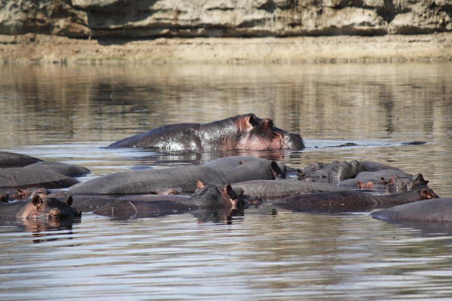 Nyerere National Park Tour - Key points to know before booking