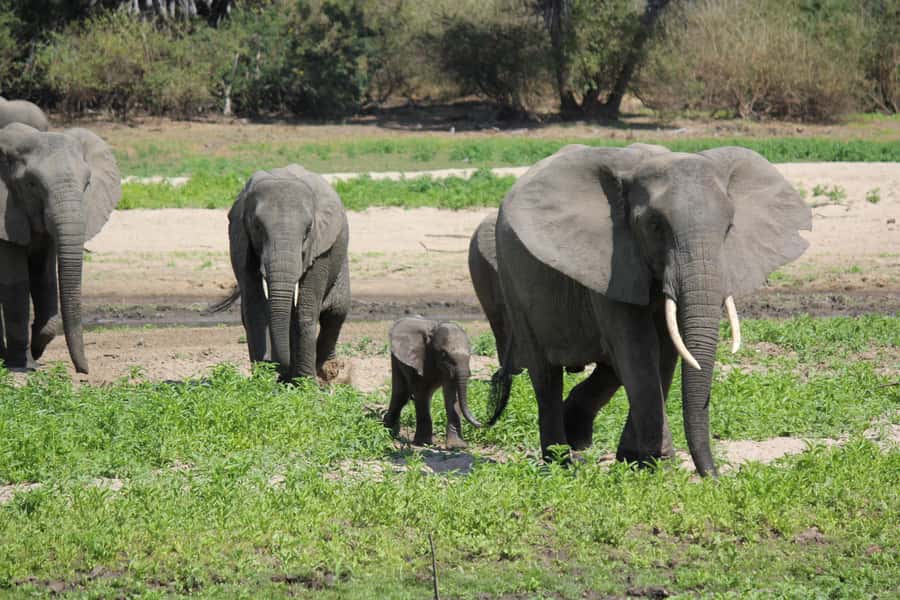 Nyerere National Park Tour - Why this short Nyerere safari works