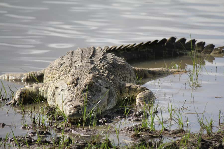 Nyerere National Park Tour - Day 2: A full day looking for Nyerere’s wildlife