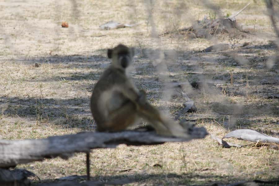 Nyerere National Park Tour - Guides, vehicles, and the feel of the trip