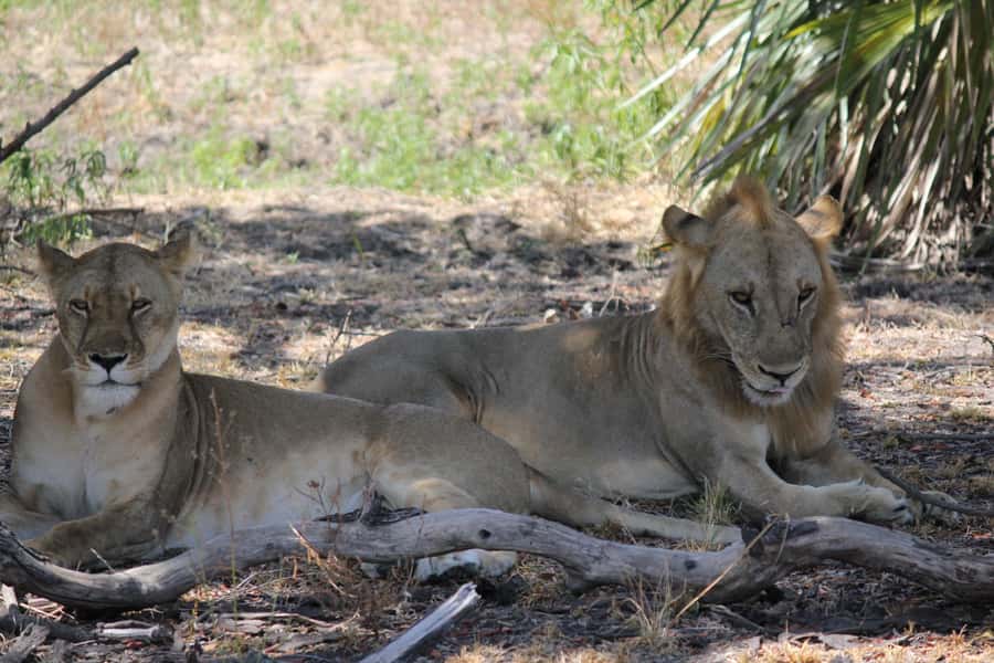 Nyerere National Park Tour - Day 1: The road to Nyerere and the Rufiji River