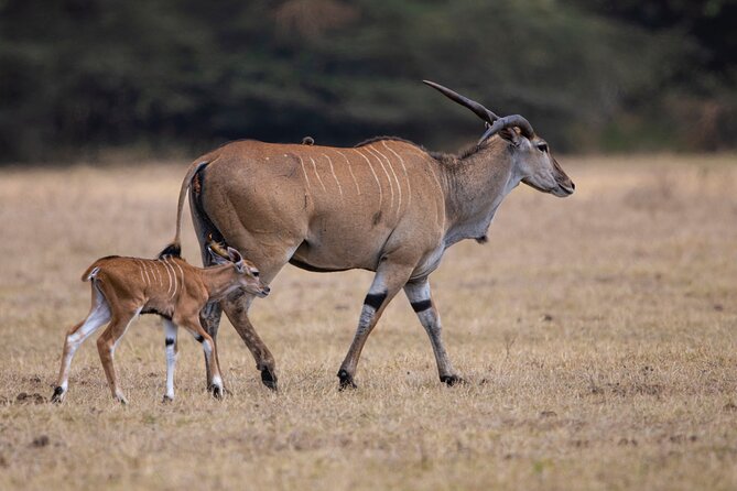 Off the Beaten Track Safari in Arusha Tanzania - Starting in Arusha with a soft landing
