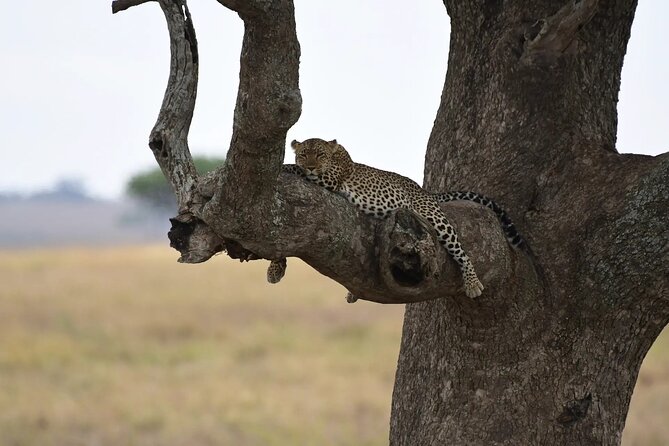 Off the Beaten Track Safari in Arusha Tanzania - Guides, vehicles, and the value of the human side