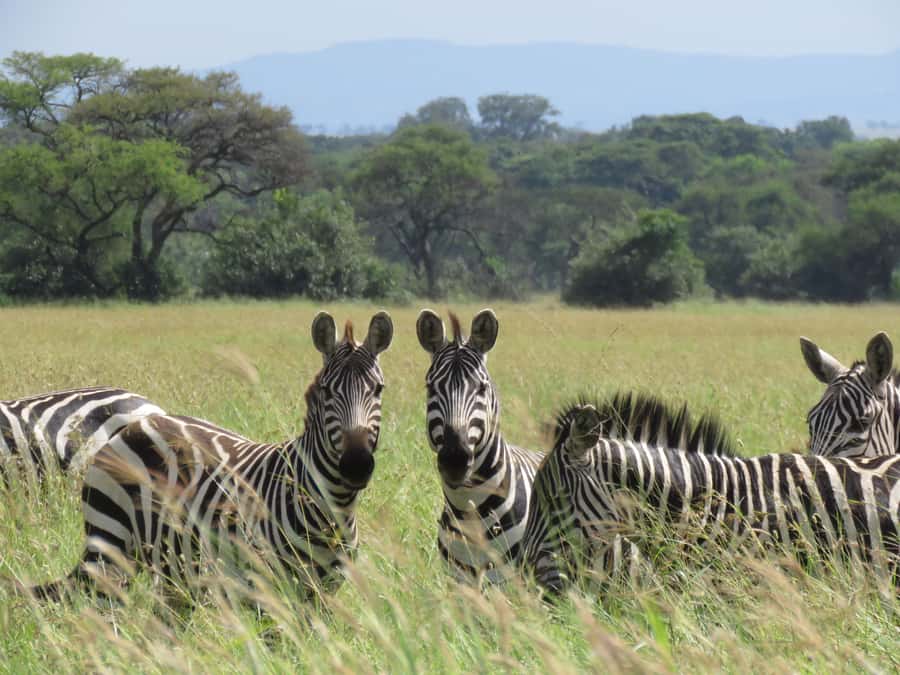 One Day Shared Ngorongoro Crater tour - Key points before you book