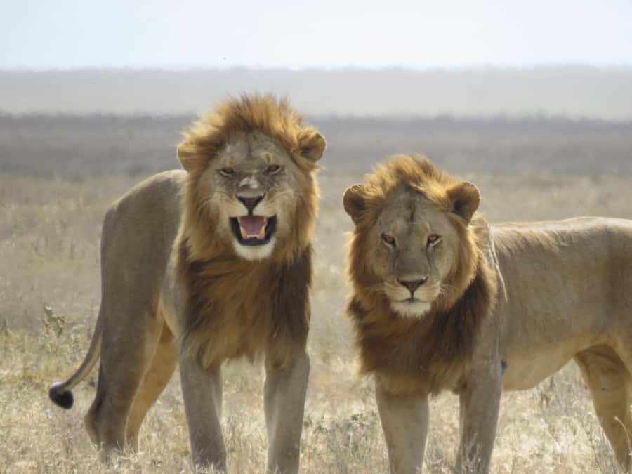 One Day Shared Ngorongoro Crater tour - Why Ngorongoro works so well as a one-day safari