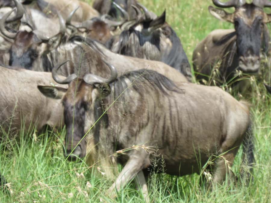 One Day Shared Ngorongoro Crater tour - The crater rim delivers the first big view