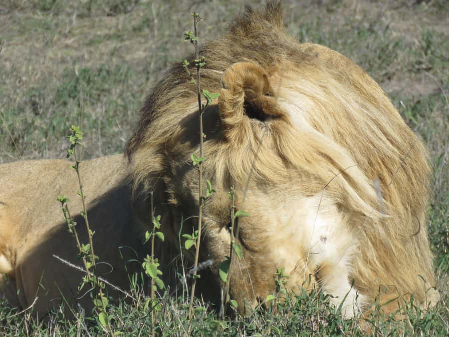 One Day Shared Ngorongoro Crater tour - Who will enjoy this day most
