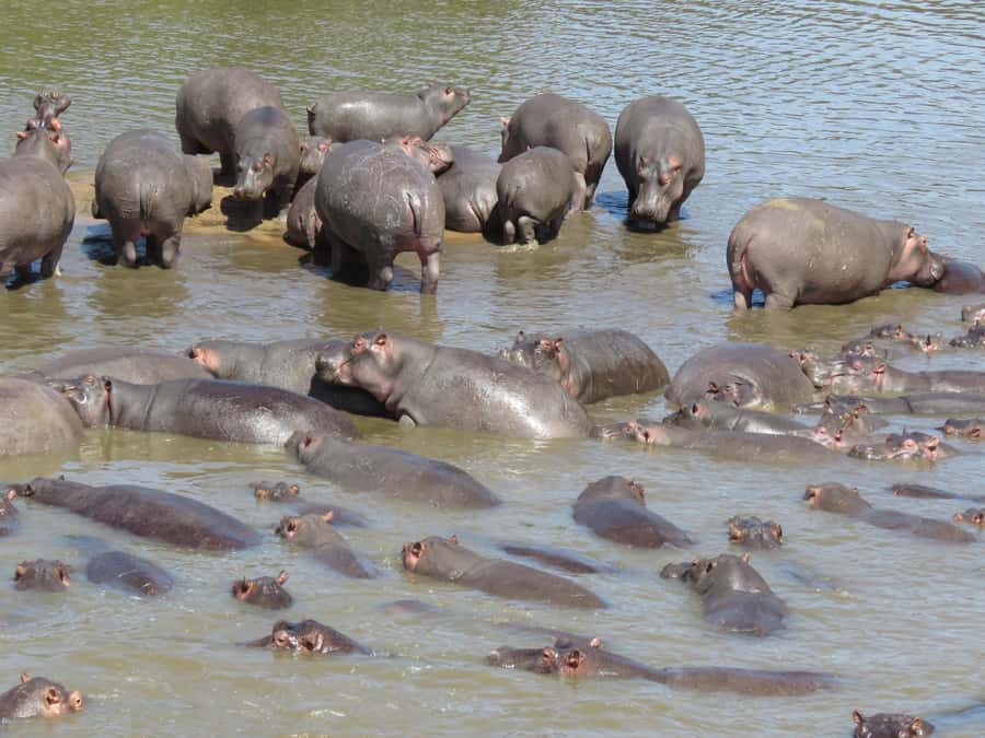 One Day Shared Ngorongoro Crater tour - The early departure from Arusha