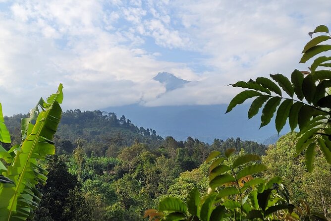 Organic Coffee Tour and Local Food Experience in Arusha - Picking coffee beside Mount Meru