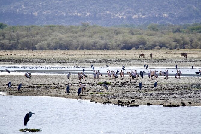 Outstanding day trip to Tarangire National Park - Weather, cancellation, and planning details