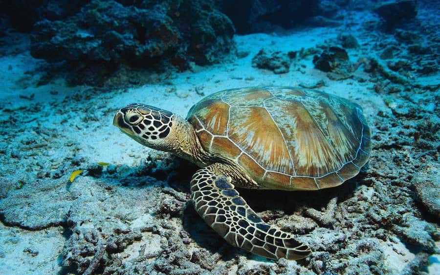 Paje Beach, Lunch at The Rock Restaurant, Mnemba Snorkeling - Who should book this private tour?