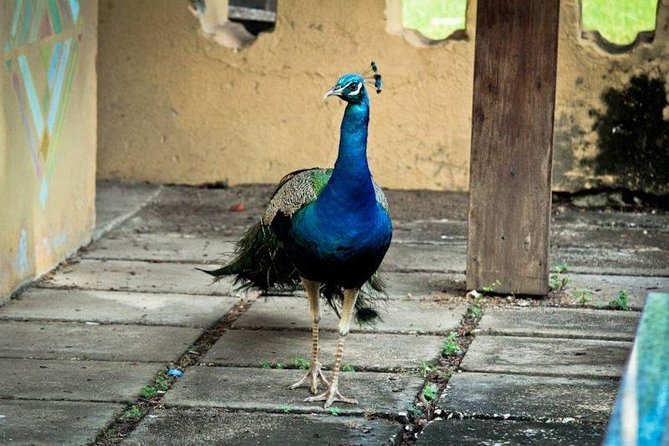Prison Island Half-Day Tour from Zanzibar - How the $95 price works for you