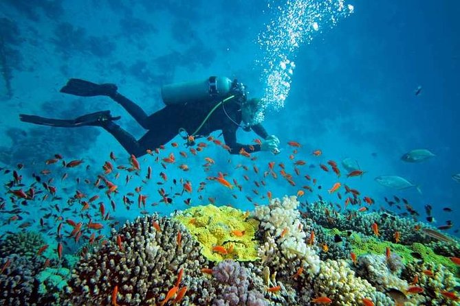 Prison Island Half-Day Tour from Zanzibar - Who should book this Prison Island trip?