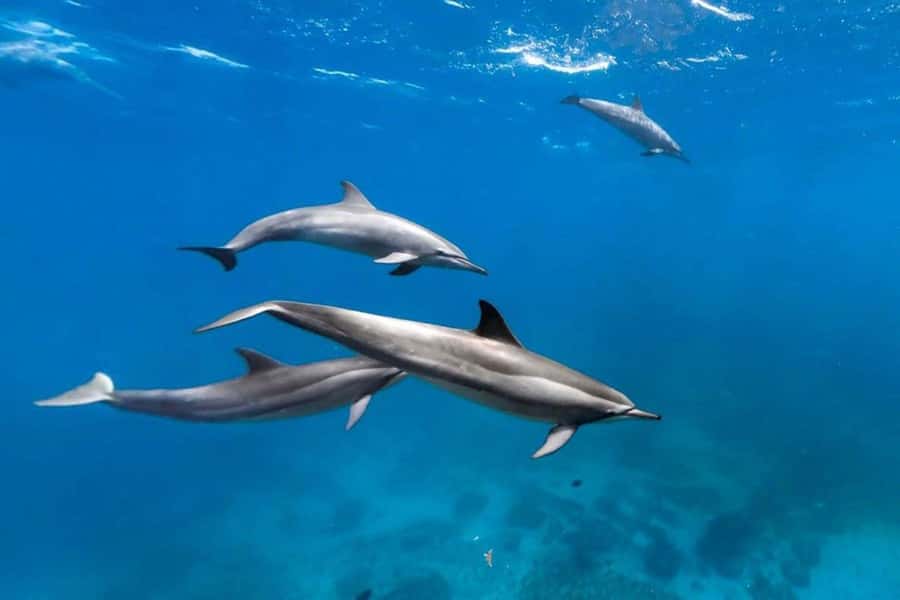 Prison Island, Lunch Break Experience, Mnemba Dolphin Tour - Prison Island and its quieter island setting