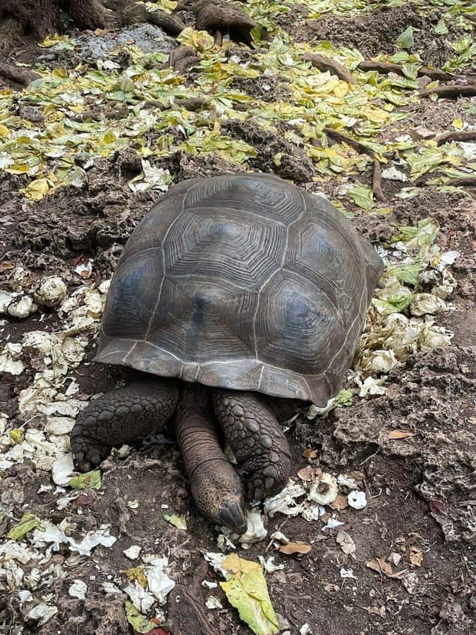 Prison Island, Sea Turtles, Rock Restaurant & Relax in Beach - The Rock Restaurant and the cost of lunch