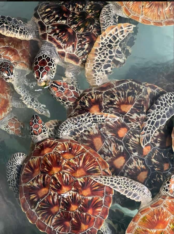 Prison Island, Sea Turtles, Rock Restaurant & Relax in Beach - Practical preparation for a smoother day
