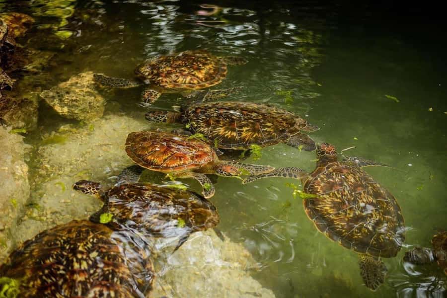Prison Island, Spice Tour, The Island Pongwe, Kendwa Beach - Baraka Natural Aquarium and the underwater world