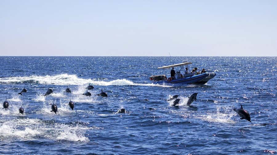 Prison Island Tour, Spice Tour with Lunch, The Island Pongwe - The day at a glance