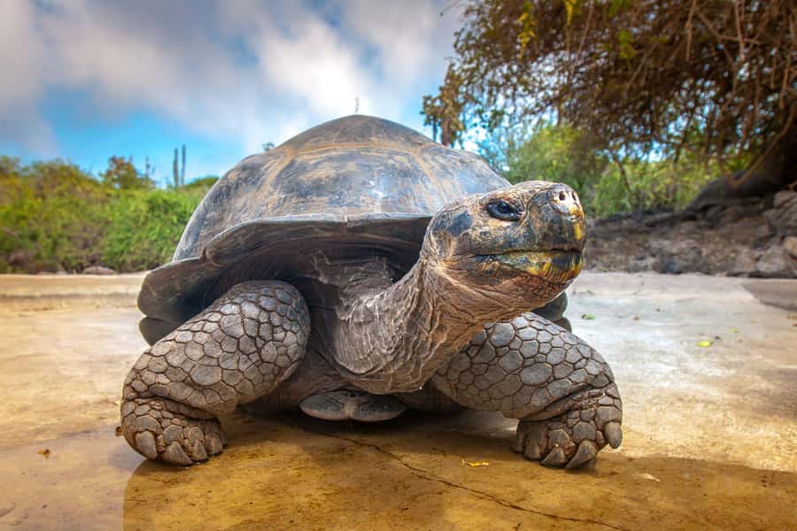 Prison Island Tour, Spice Tour with Lunch, The Island Pongwe - Why this 10-hour Zanzibar outing works