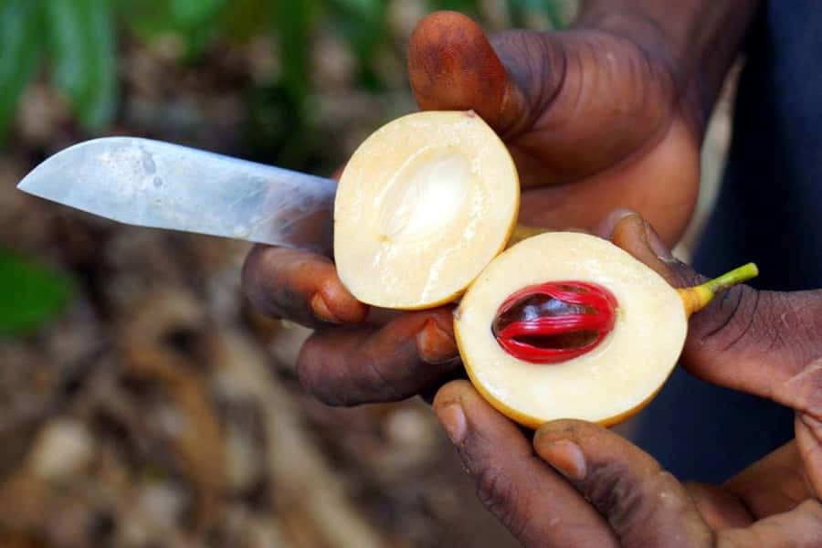 Prison Island Tour, Spice Tour with Lunch, The Island Pongwe - Who should book this private day?