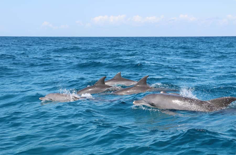 Prison Island Tour, Spice Tour with Lunch, The Island Pongwe - Starting with dolphins at Kizimkazi Beach