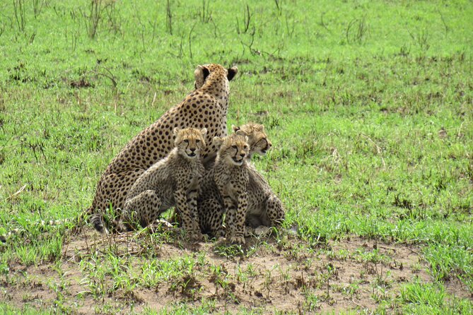 Private 13 Days Exposure Africa Royal Safari Package - Day 1: A gentle start in Arusha