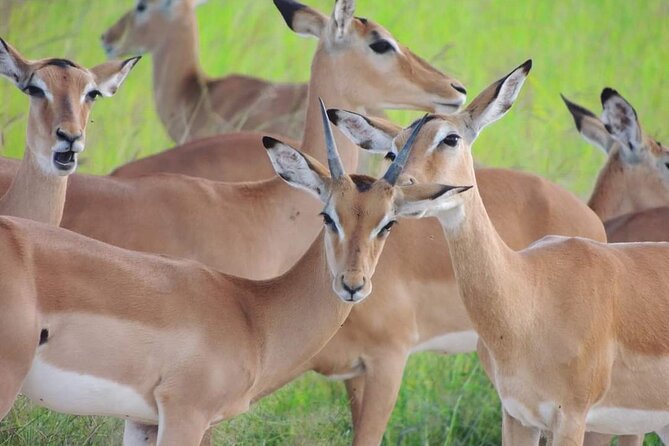 Private 3 Days 2 Nights Mikumi Adventures - A Maasai village visit adds a human side