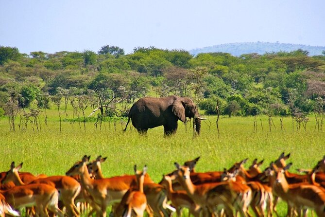 Private 3 Days 2 Nights Mikumi Adventures - Private travel changes the feel of the trip