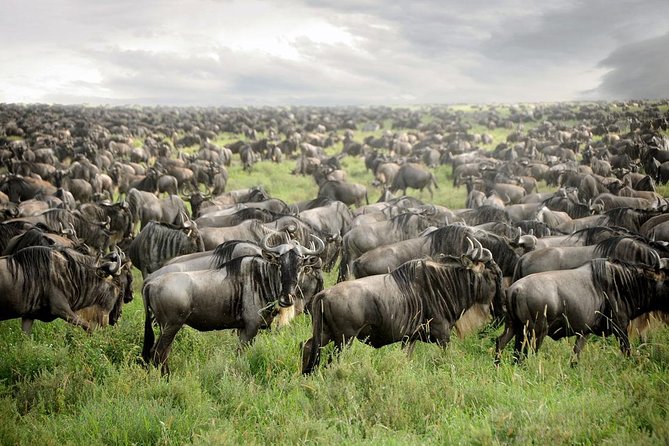 Private 4-Days Northern Circuit National Parks in Tanzania - Key points at a glance