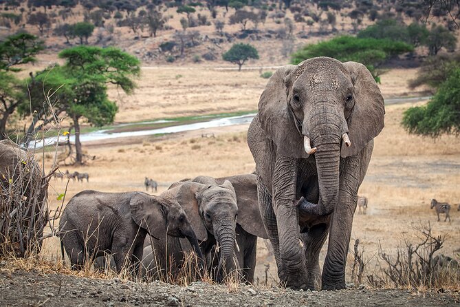 Private 4-Days Northern Circuit National Parks in Tanzania - Lodging, meals, and comfort on the road