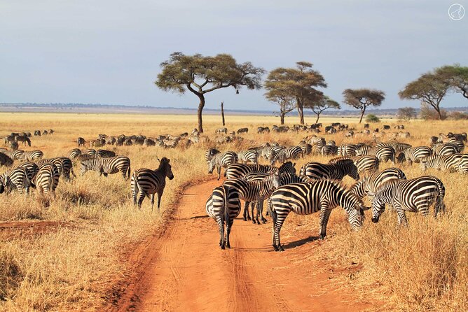 Private 4-Days Northern Circuit National Parks in Tanzania - How the private format changes the experience