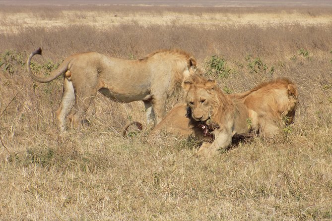 Private 4 Days Wildlife Safari at Tanzania - What this four-day Tanzania safari is really like