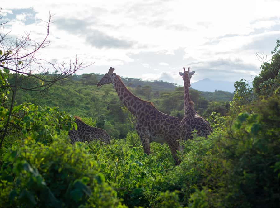 Private 4x4 Vitara Safari in Arusha National Park - Hotel pickup makes the morning easier