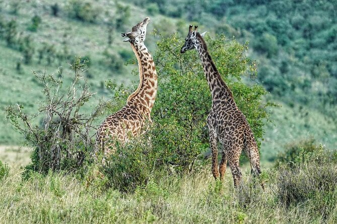 Private 5 Days Camping Tour in Serengeti National Park - Key points at a glance