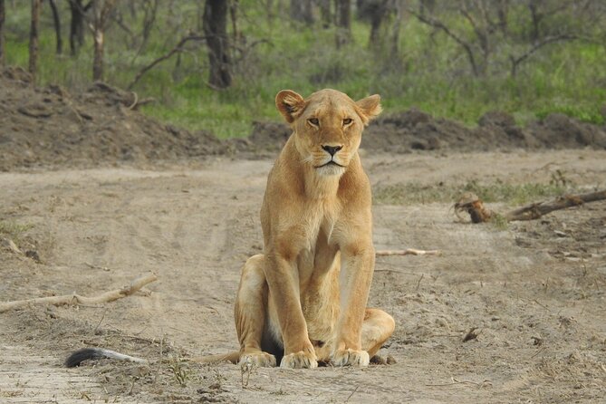 Private 5 Days Camping Tour in Serengeti National Park - Day 3: A full Serengeti day around Seronera