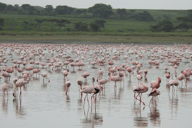 Private 5 Days Camping Tour in Serengeti National Park - Is $2,556 per person fair value?