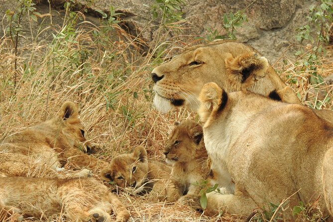 Private 5 Days Camping Tour in Serengeti National Park - Day 1: Lake Manyara’s birds, lake, and Rift Valley setting