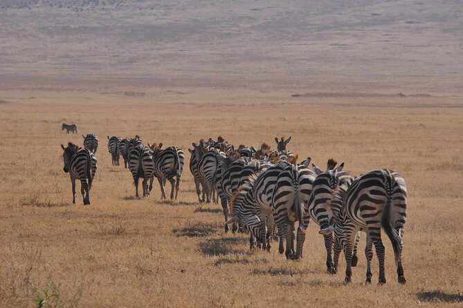 Private 5 Days Tanzania Safari - What the five-day route gives you