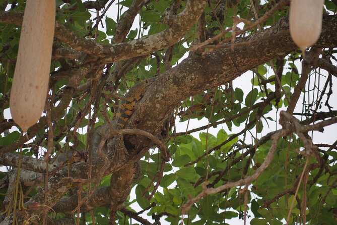 Private 5 Days Tanzania Safari - Day 3: Tarangire’s baobabs and large elephant herds