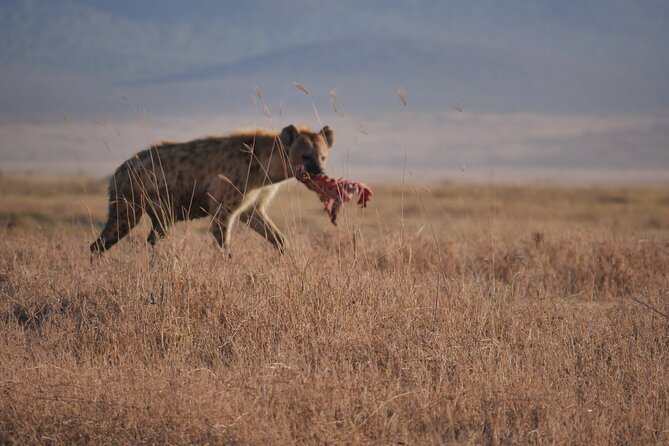 Private 5 Days Tanzania Safari - Day 4: Early entry into Ngorongoro Crater