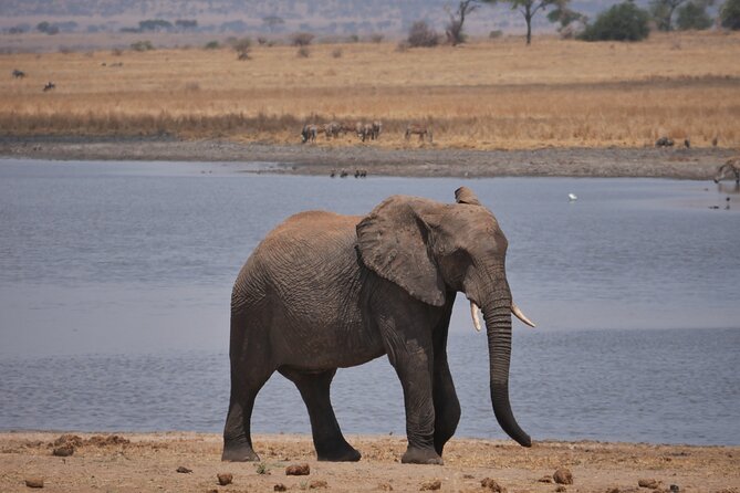 Private 5 Days Tanzania Safari - Day 1: Arusha arrival and a simple start