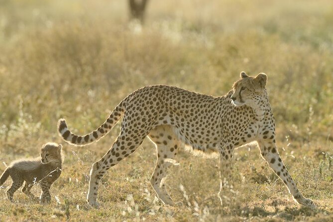 Private 6-Day Great Migration Ndutu Serengeti Safari Tour - Day 1: A gentle start in Arusha