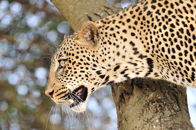 Private 6-Day Great Migration Ndutu Serengeti Safari Tour - Day 5: The Serengeti to Ngorongoro Crater
