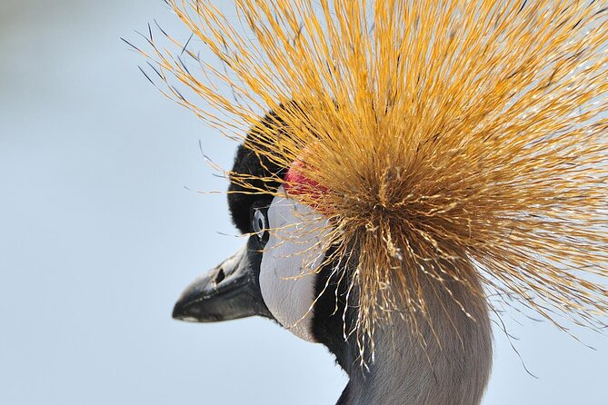 Private 6-Day Great Migration Ndutu Serengeti Safari Tour - Day 6: Lake Manyara closes the circuit