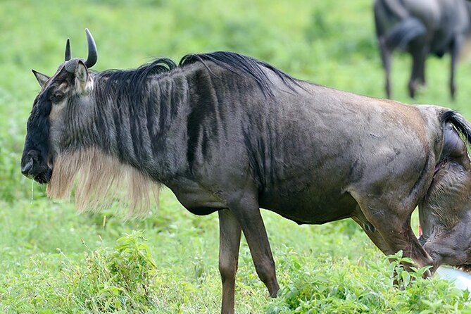 Private 6-Day Great Migration Ndutu Serengeti Safari Tour - Day 2: Tarangire and the elephant country