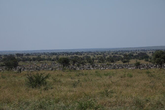 Private 6 Day Great Wildebeest Migration Ndutu Calving Season - What the private format changes