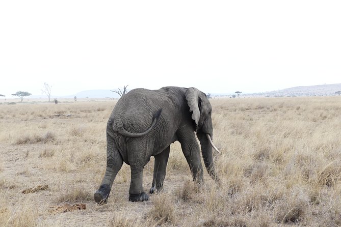 Private 6-Day Tarangire Manyara Crater and Serengeti with Mid-Range Lodges - What the six-day route is really like