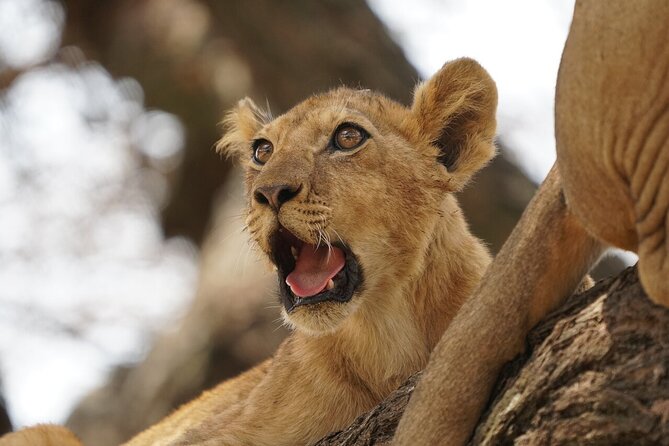 Private 6-Day Tarangire Manyara Crater and Serengeti with Mid-Range Lodges - Day 6: birds, forest, and the Rift Valley at Lake Manyara