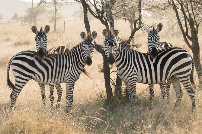 Private 6-Day Tarangire Manyara Crater and Serengeti with Mid-Range Lodges - Day 1 in Arusha: a useful soft landing