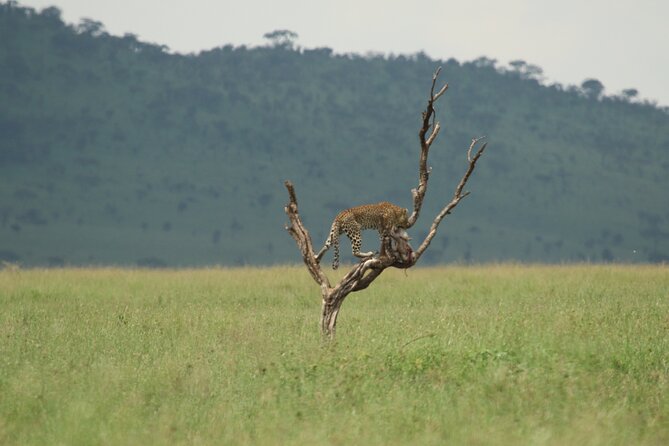 Private 7-Day Tanzania Camping Safari - Days four and five: giving Seronera the time it deserves